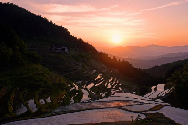 愛媛
