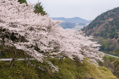 広島