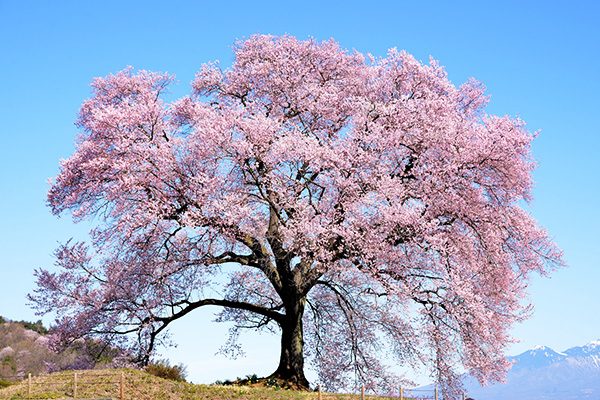 山梨