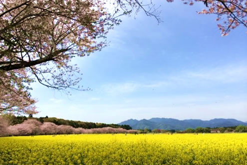 宮崎
