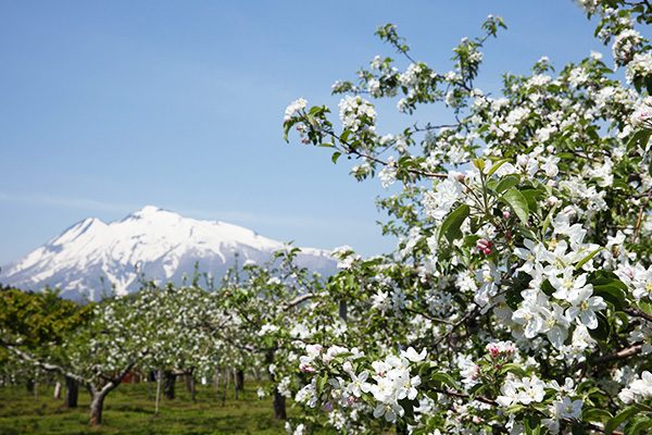 青森