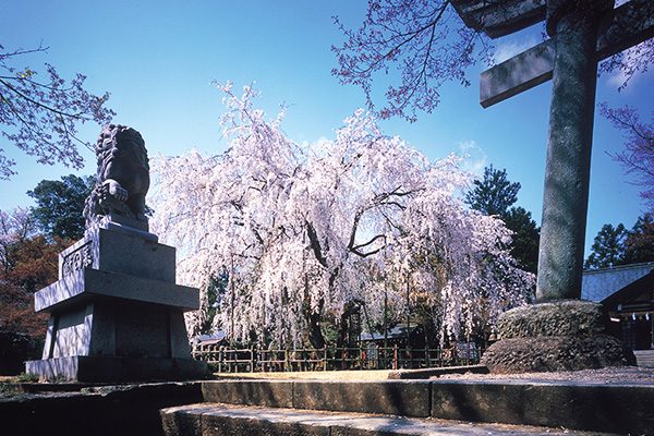 福井
