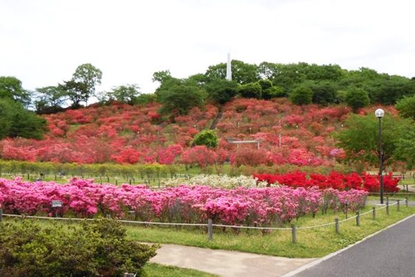 5000本のツツジで有名 長峰公園コース 矢板市 栃木 関東地方 走ろうにっぽんプロジェクト