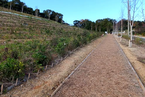 児玉泰介監修 加木屋クロカンコース 東海市 愛知 中部地方 走ろうにっぽんプロジェクト