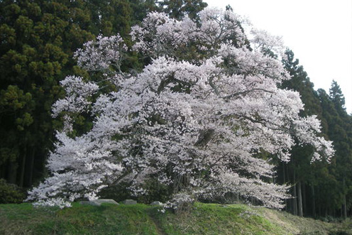 栃木