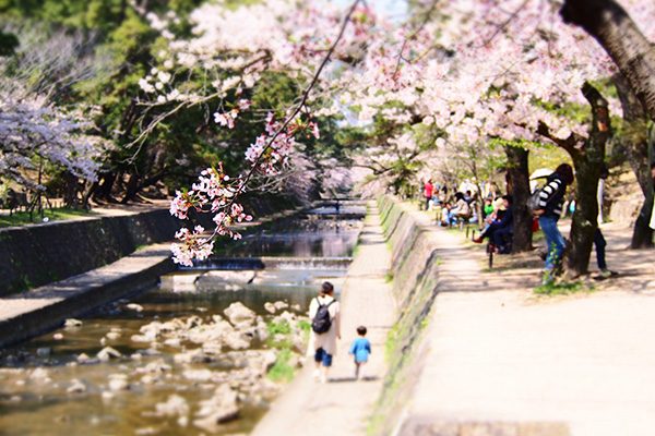 桜の名所 夙川河川敷から南芦屋浜コース 西宮市 兵庫 近畿地方 走ろうにっぽんプロジェクト