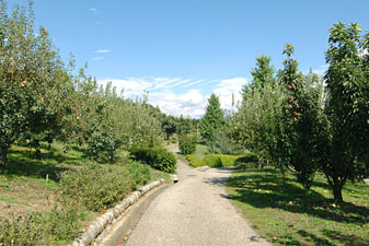 山梨