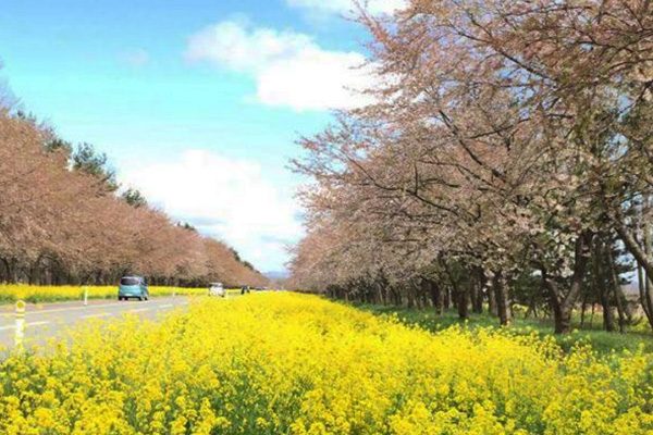 桜はなんと4000本 菜の花ロードコース 大潟村 秋田 東北地方 走ろうにっぽんプロジェクト