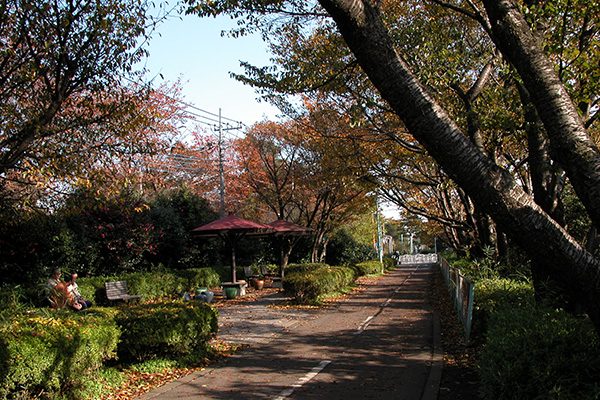 花も実もある遊歩道 小平グリーンロードコース 小平市 東京 関東地方 走ろうにっぽんプロジェクト